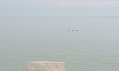 *Nuevamente captan a delfines en las escolleras de Coatzacoalcos*