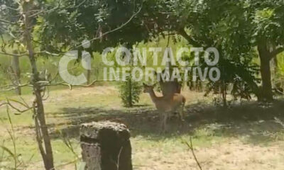 (+VIDEO) Alertan por presencia de venados en zona urbana de Minatitlán; buscan proteger a los animales