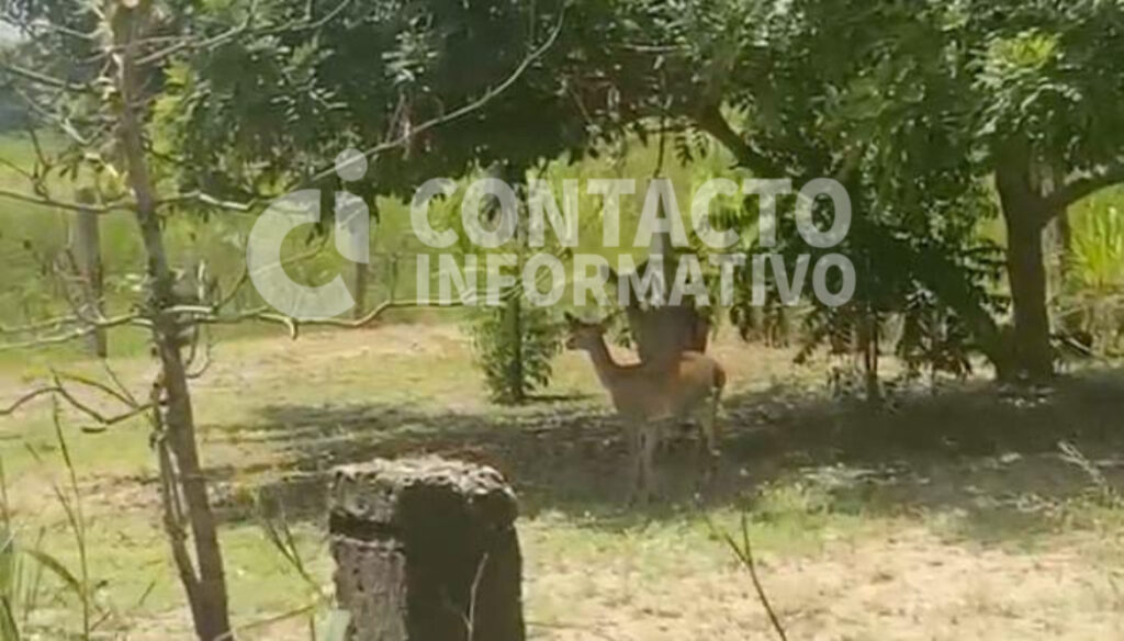 (+VIDEO) Alertan por presencia de venados en zona urbana de Minatitlán; buscan proteger a los animales