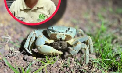 Por temporada de veda del cangrejo azul, se implementan recorridos de vigilancia en zona de costa de #LosTuxtlas
