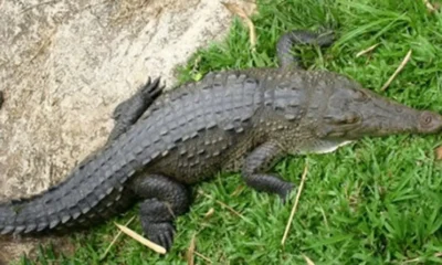 Al4rm4 en el sur de Tamaulipas por aumento en población de cocodrilos