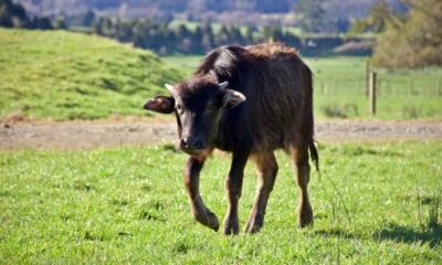 *Atac4 nuevamente el felino a cría de búfalo en la zona rural de Coatzacoalcos*