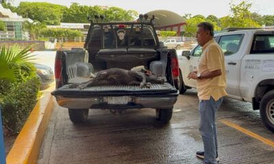 *Un jaguar negro sería el que está atacando a ganado en la zona rural de Coatzacoalcos, el animal podría haber migrado de otro estado*