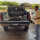 *Un jaguar negro sería el que está atacando a ganado en la zona rural de Coatzacoalcos, el animal podría haber migrado de otro estado*