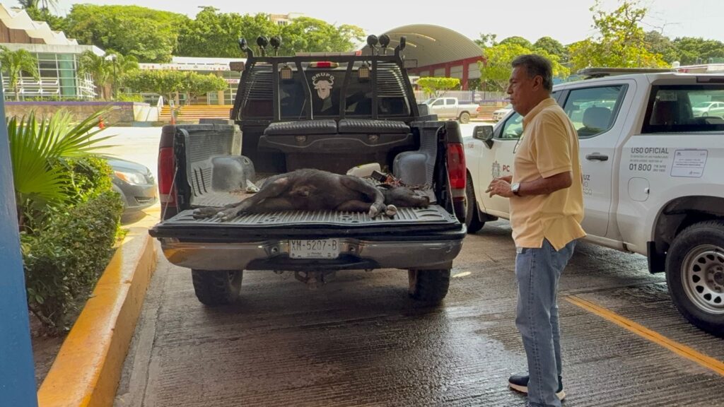 *Un jaguar negro sería el que está atacando a ganado en la zona rural de Coatzacoalcos, el animal podría haber migrado de otro estado*