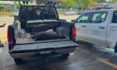 *Sigue at4c4ndo presunto felino a animales de habitantes de la zona rural de Coatzacoalcos, no es la primera vez que se presentan este tipo de hechos*