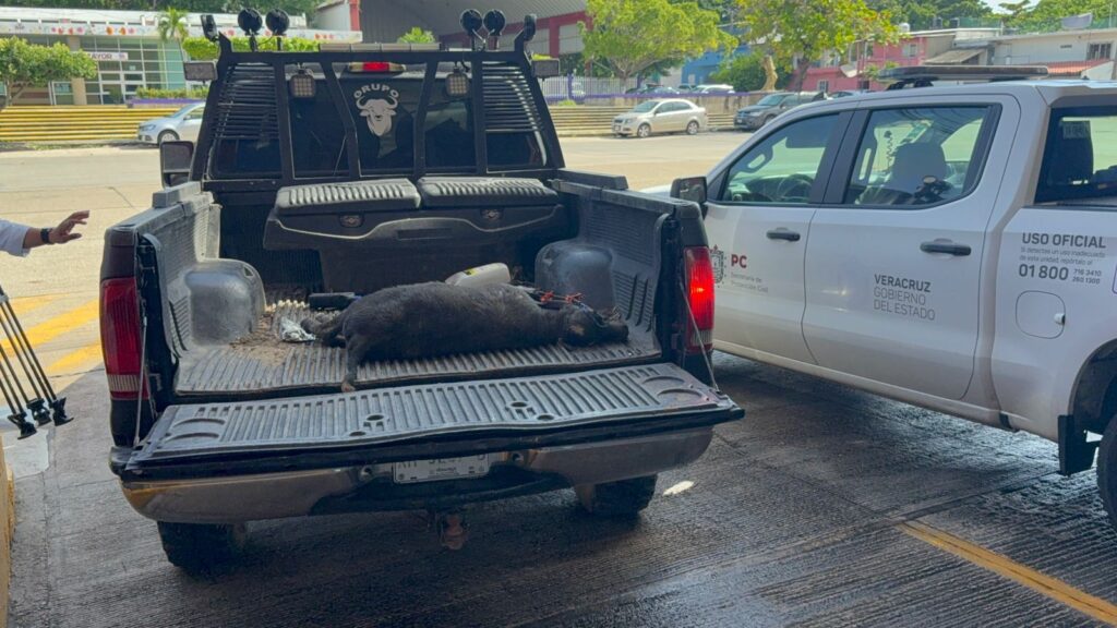 *Sigue at4c4ndo presunto felino a animales de habitantes de la zona rural de Coatzacoalcos, no es la primera vez que se presentan este tipo de hechos*