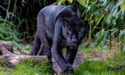 *Ubicarán con drones y cámaras trampa al jaguar negro en la zona rural de Coatzacoalcos, habitantes y autoridades buscan capturarlo antes de que lo cacen*