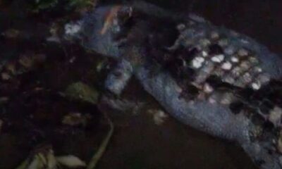 Localizan r3st0s de cocodrilo de pantano en la playa de Coatzacoalcos