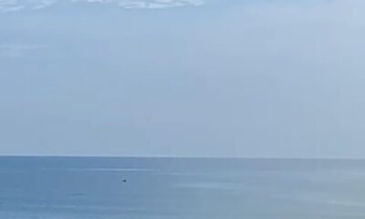 *Nuevamente hay avistamientos de delfines se registran en Coatzacoalcos*