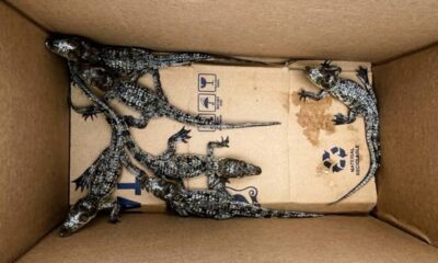 *Rescatan cotorros, iguanas y cocodrilos en operativo carretero entre Coatzacoalcos y Cárdenas, Tabasco*