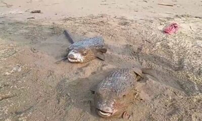 *Aparecen peces erizos mu3rt0s en la playa de Coatzacoalcos*