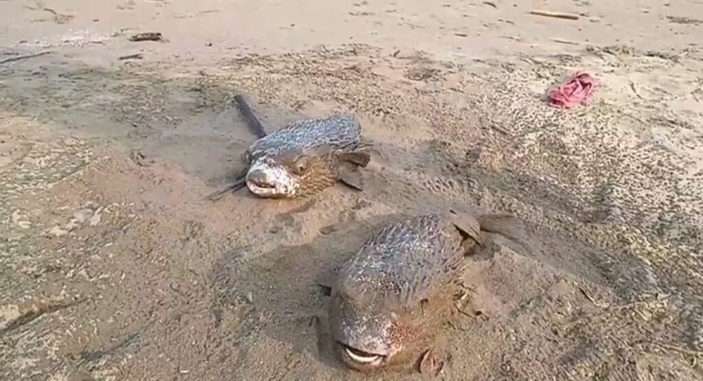 *Aparecen peces erizos mu3rt0s en la playa de Coatzacoalcos*