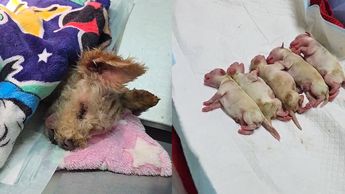 Cereza, perrita embarazada, sobrevive a expl0sión de pipa en Iztapalapa; se encuentra grav3 y piden ayuda para salvarla: «Es un milagro»