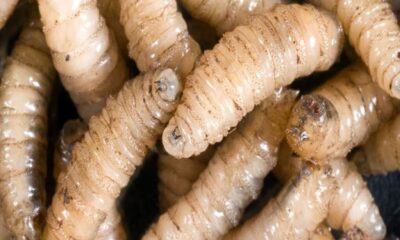 Reportan otra persona infectada con el gusano barrenador en Yucatán; suman tres casos en humanos