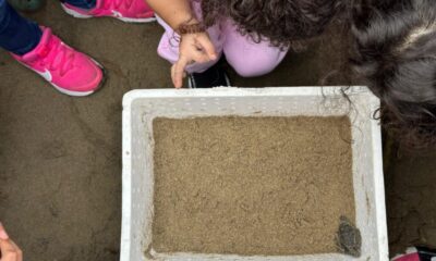 Saquean nido de tortuga marina en Villa Allende y solo pueden liberar una cría en Coatzacoalcos.