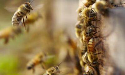 *Abejas at4can en diferentes puntos de Coatzacoalcos, un hombre p3rdió la vid4 al intentar resguardarse de los insectos*