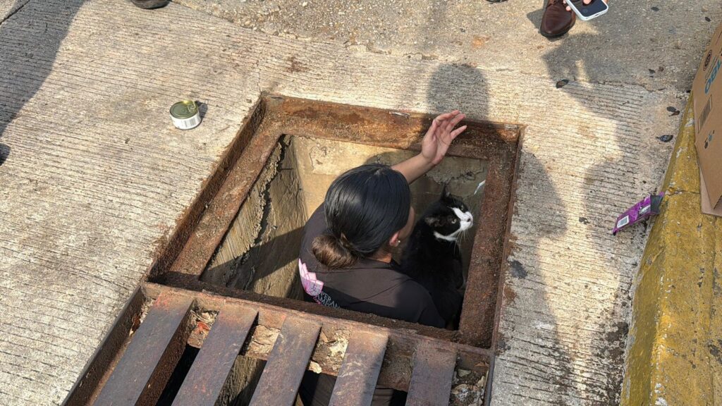 *Rescatan a “Cheto”, un gato que permaneció varias horas atrapado en un registro en Coatzacoalcos*