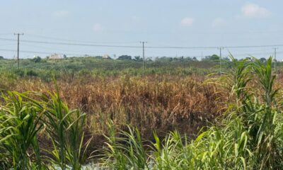 *Nueva fuga de amoniaco en Las Matas genera fuerte olor y daños ambientales; Pemex aún sin realizar trabajos en la zona*