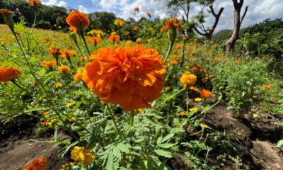 *El legado de don Álvaro: 16 años de cempasúchil en Catemaco*