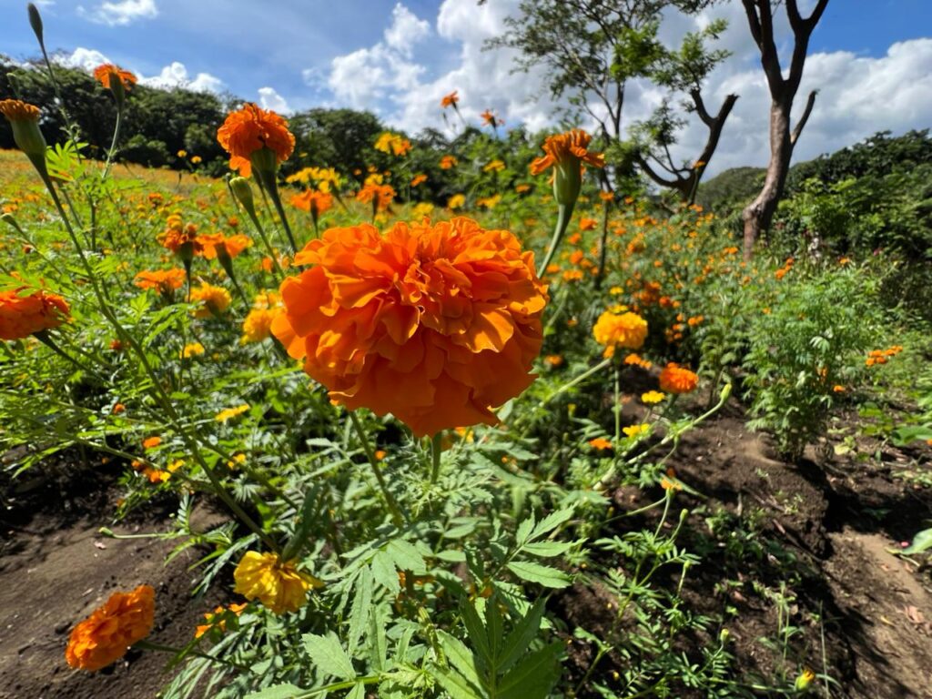 *El legado de don Álvaro: 16 años de cempasúchil en Catemaco*