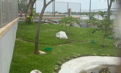 *El iguanario del malecón ribereño de Coatzacoalcos no tiene iguanas*