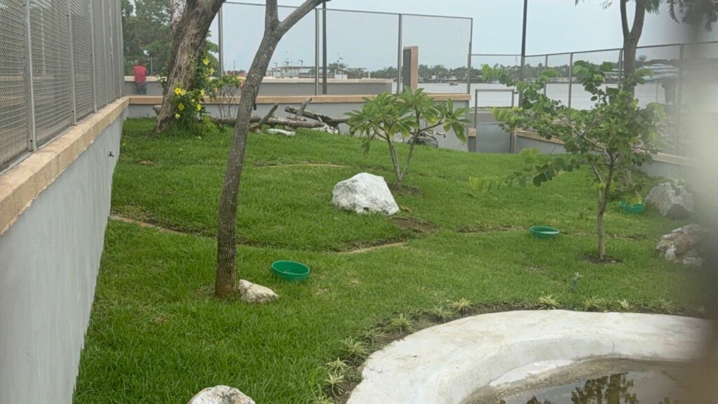 *El iguanario del malecón ribereño de Coatzacoalcos no tiene iguanas*