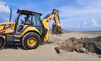 Inundaciones en Veracruz: animales afectados en playas de Coatzacoalcos son retirados y enterrados