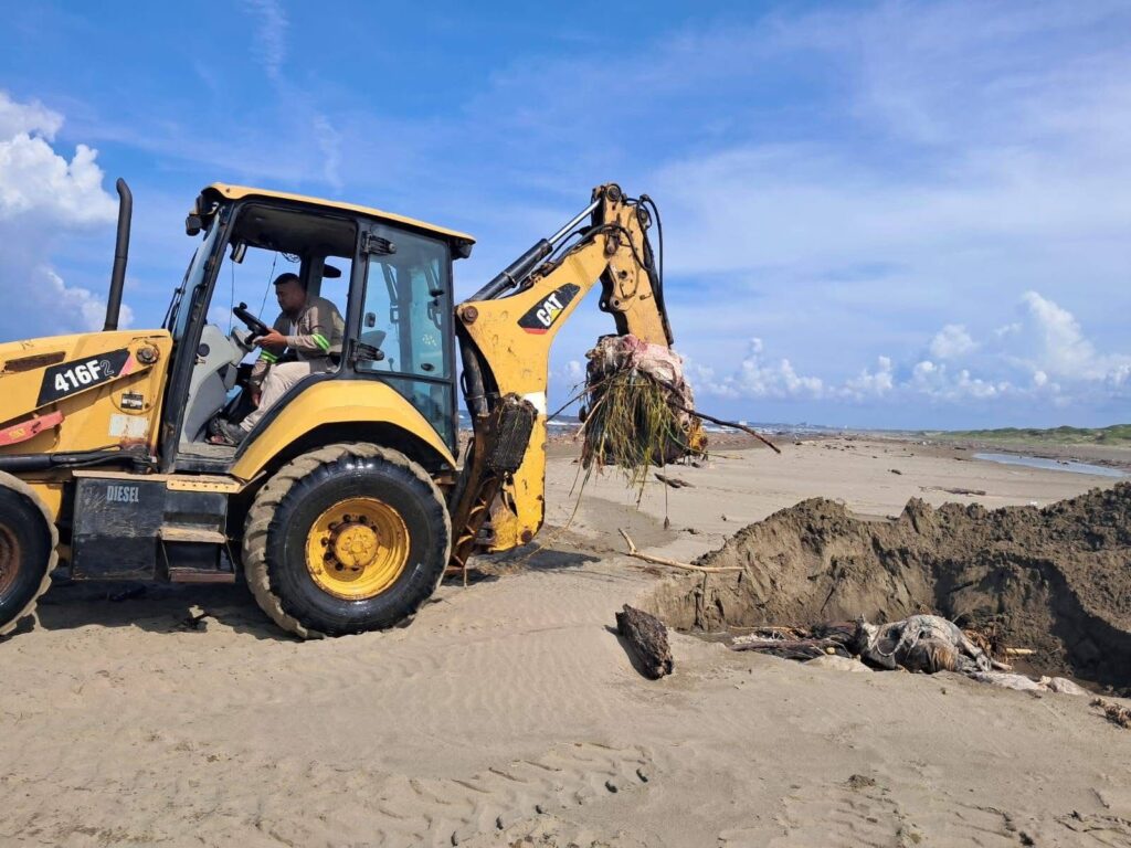 Inundaciones en Veracruz: animales afectados en playas de Coatzacoalcos son retirados y enterrados