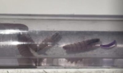 *Reportan el primer posible caso de Gusano Barrenador en un perro en Coatzacoalcos, veterinario alerta a la población y pide atender a sus perros y gatos*