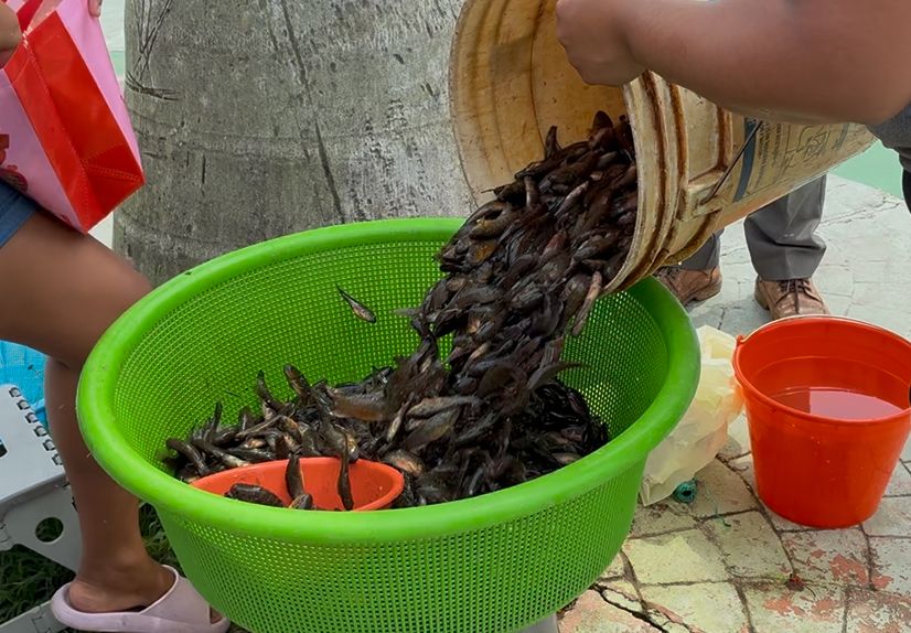 (+VIDEO) La nácara “baja” con la creciente y llena de vida el malecón de Minatitlán