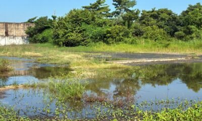 (+VIDEO)💧 Descontrolada fuga de agua potable arroja millones de litros desde hace Meses en la Insurgentes Sur: vecinos piden la reparación del daño