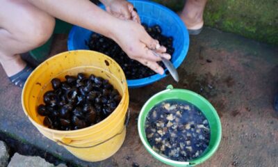 *Falta de veda pone en riesgo el endémico Tegogolo en el lago de Catemaco*