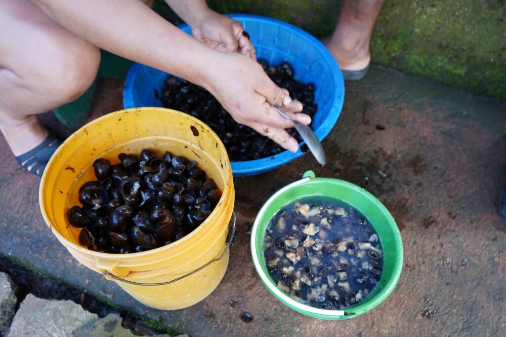 *Falta de veda pone en riesgo el endémico Tegogolo en el lago de Catemaco*