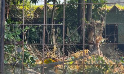 Vecinos de Guayacanal exigen fumigación urgente ante proliferación de moscos del dengue