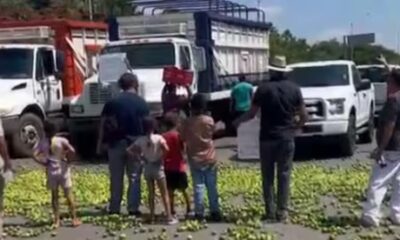 «Lo quieren regalado, ahí está»: productores de limón de Apatzingán, tiran kilos de esta fruta en protesta por bajos precios