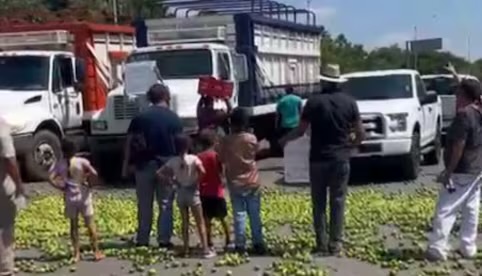 «Lo quieren regalado, ahí está»: productores de limón de Apatzingán, tiran kilos de esta fruta en protesta por bajos precios