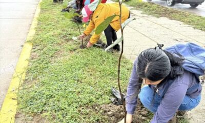 *Reforestan con uveros camellón central del malecón de Coatzacoalcos a la altura de la extinta Plaza Patio*