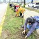 *Reforestan con uveros camellón central del malecón de Coatzacoalcos a la altura de la extinta Plaza Patio*