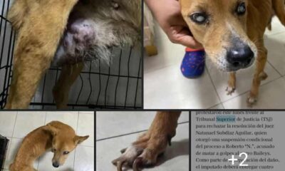 Convocan a manifestación pacifica para exigir justicia por “Muñeca”, cachorra que murió por tortura en Minatitlán