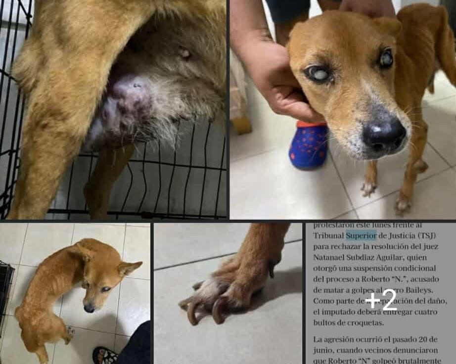 Convocan a manifestación pacifica para exigir justicia por “Muñeca”, cachorra que murió por tortura en Minatitlán