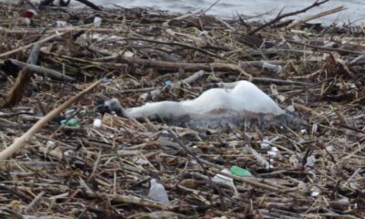 *Recalan a la playa de Coatzacoalcos casi una veintena de animales muertos; vacas, caballos y otras especies que podrían venir desde el norte de Veracruz*