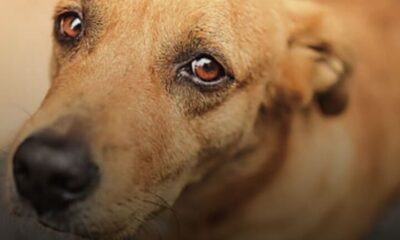 Indignación en Las Ánimas por muerte de varios perros presuntamente envenenados