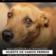 Indignación en Las Ánimas por muerte de varios perros presuntamente envenenados