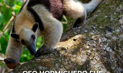 *Oso hormiguero fue embestido por un vehículo en Villa Allende; promotores de fauna silvestre piden respetar el paso de las especies.