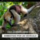 *Oso hormiguero fue embestido por un vehículo en Villa Allende; promotores de fauna silvestre piden respetar el paso de las especies.