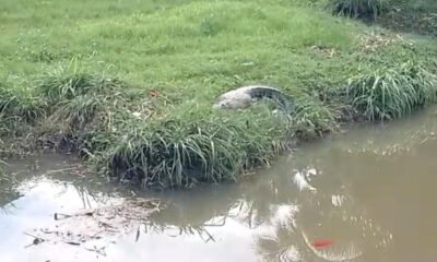 Preocupación vecinal por avistamientos de cocodrilos en la colonia 7 de Mayo