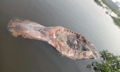 *Aparece manatí muerto en la laguna de Pajaritos*