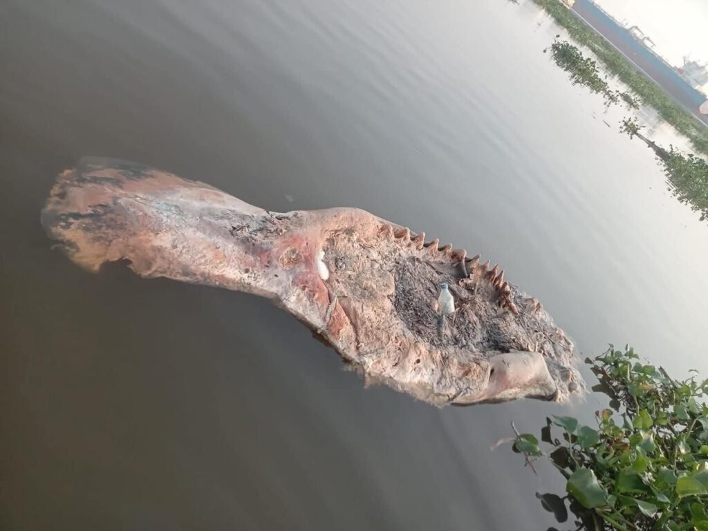 *Aparece manatí muerto en la laguna de Pajaritos*