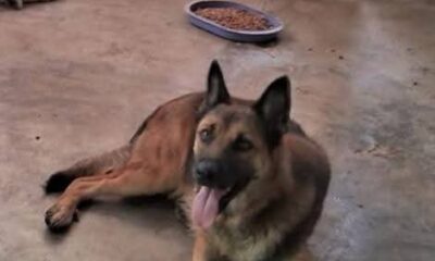 Buscan ayuda para Alanna, cachorra bajo su resguardo que enfrenta una batalla contra el cáncer en Jáltipan, Ver.